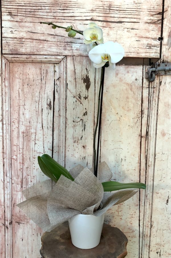Flowering Orchid Plant - Image 2
