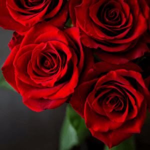 Red Rose Wrap